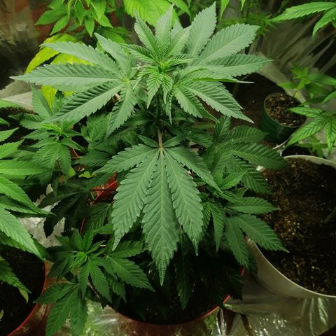 Exotic Kush growlog timeline photo