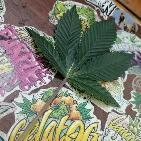 Exotic Kush growlog timeline photo