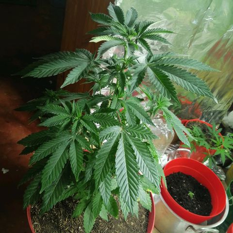 Exotic Kush growlog timeline photo