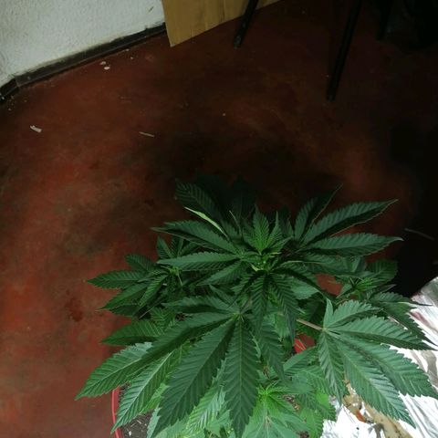 Exotic Kush growlog timeline photo