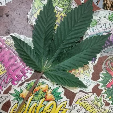 Exotic Kush growlog timeline photo