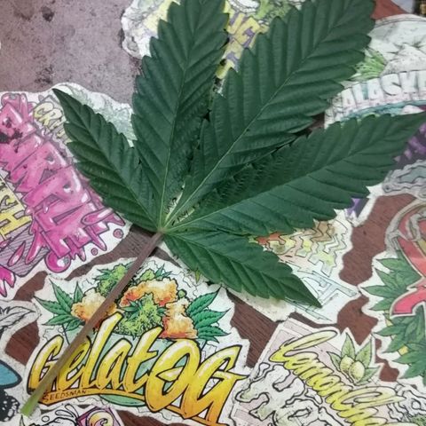 Exotic Kush growlog timeline photo