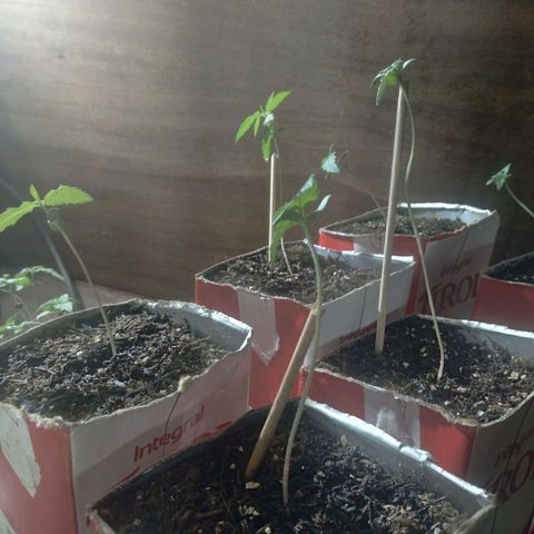 Tirol  growlog timeline photo