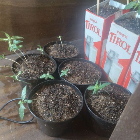 Tirol  growlog photo: Transplante de vaso relativamente tranquilo 