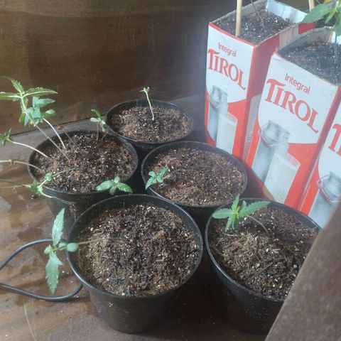 Tirol  growlog timeline photo
