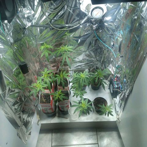 Tirol  growlog timeline photo