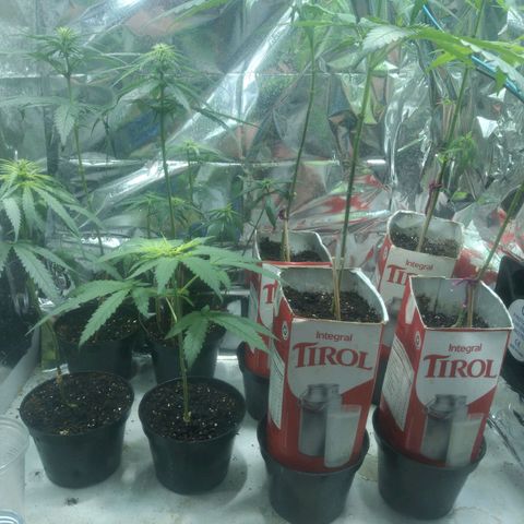 Tirol  growlog timeline photo