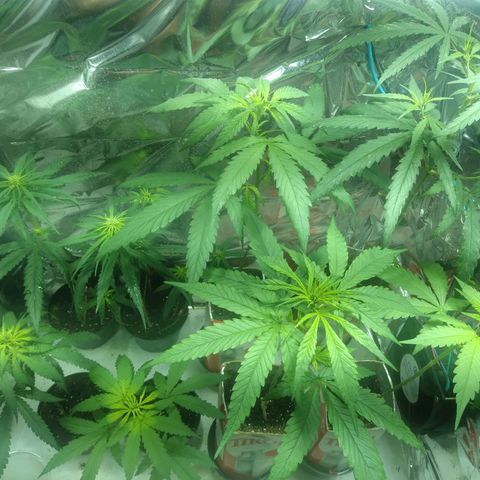 Tirol  growlog timeline photo