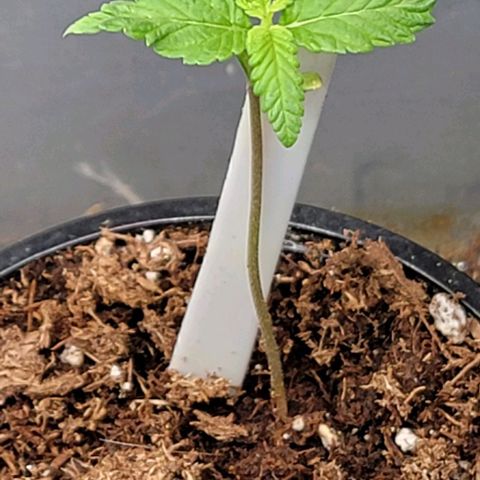 Plant : A - 6 "Cannabonsai"  growlog timeline photo