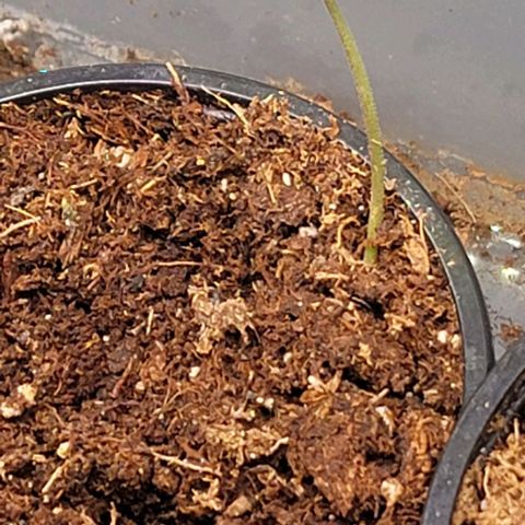 Plant : A - 6 "Cannabonsai"  growlog timeline photo