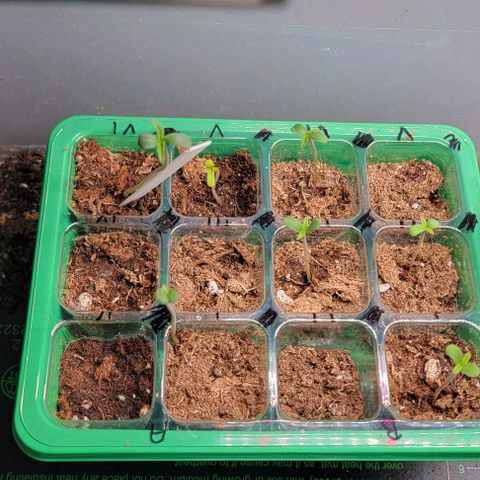 Plant : A - 6 "Cannabonsai"  growlog timeline photo