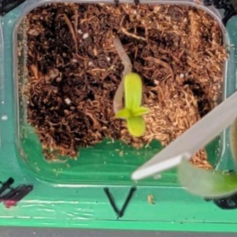 Plant : A - 6 "Cannabonsai"  growlog timeline photo