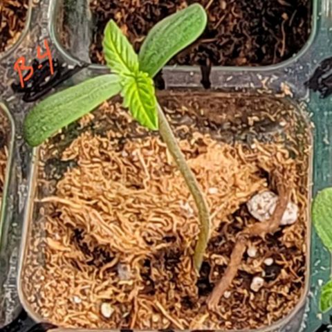 Plant : A - 6 "Cannabonsai"  growlog timeline photo