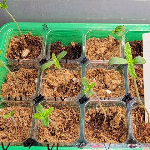 Plant : A - 6 "Cannabonsai"  growlog timeline photo