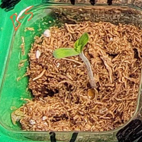 Plant : A - 6 "Cannabonsai"  growlog timeline photo