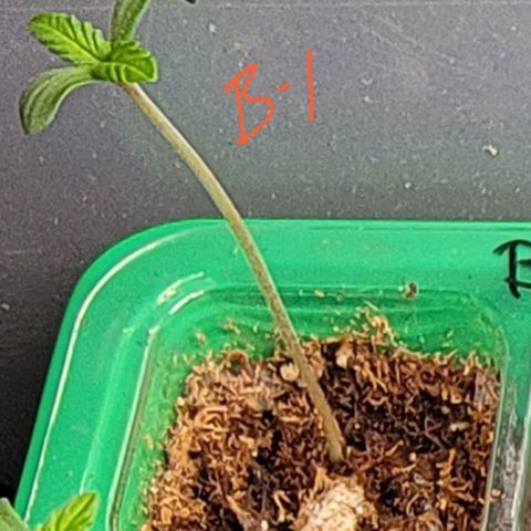 Plant : A - 6 "Cannabonsai"  growlog timeline photo