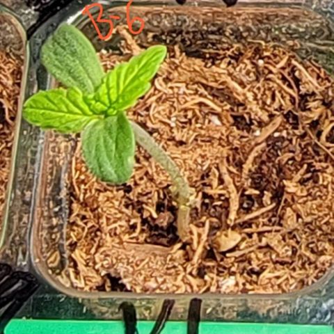 Plant : A - 6 "Cannabonsai"  growlog timeline photo