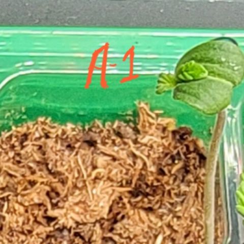 Plant : A - 6 "Cannabonsai"  growlog timeline photo