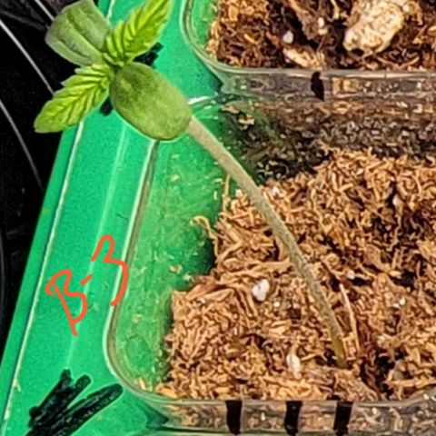 Plant : A - 6 "Cannabonsai"  growlog timeline photo