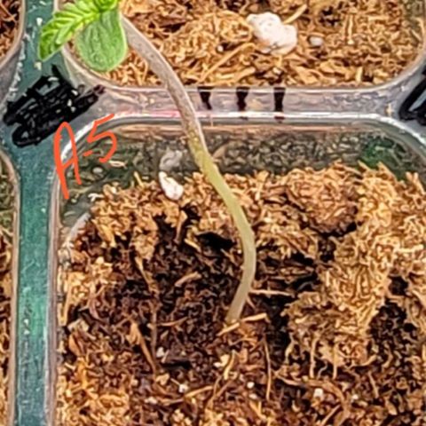 Plant : A - 6 "Cannabonsai"  growlog timeline photo