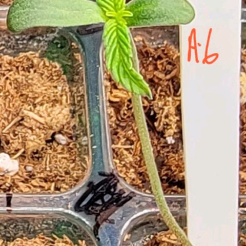 Plant : A - 6 "Cannabonsai"  growlog timeline photo