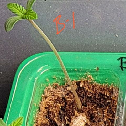 Plant :  B - 6 "General" growlog timeline photo