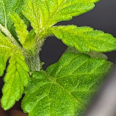 Plant : A - 6 "Cannabonsai"  growlog timeline photo