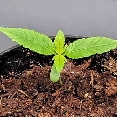 Plant : A - 6 "Cannabonsai"  growlog timeline photo