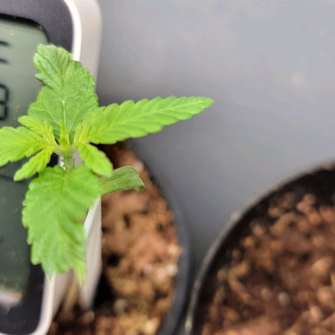 Plant : A - 6 "Cannabonsai"  growlog timeline photo