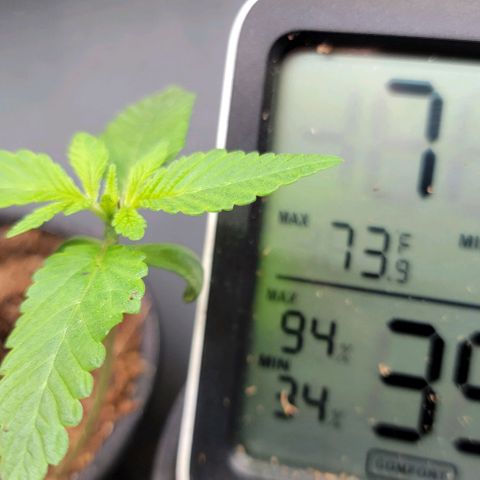 Plant : A - 6 "Cannabonsai"  growlog timeline photo