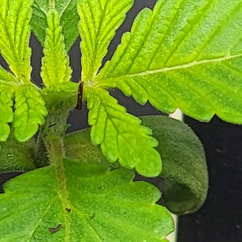 Plant : A - 6 "Cannabonsai"  growlog timeline photo