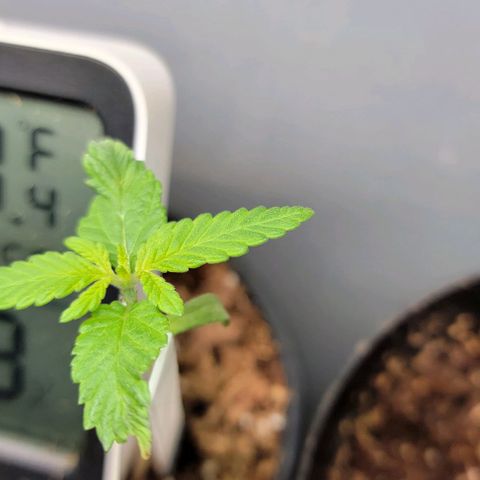 Plant : A - 6 "Cannabonsai"  growlog timeline photo