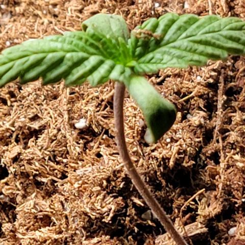 Plant : A - 6 "Cannabonsai"  growlog timeline photo