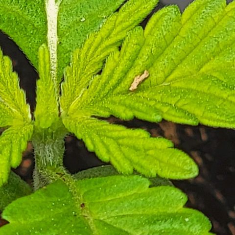 Plant : A - 6 "Cannabonsai"  growlog timeline photo