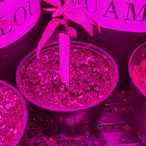 Plant : A - 6 "Cannabonsai"  growlog timeline photo