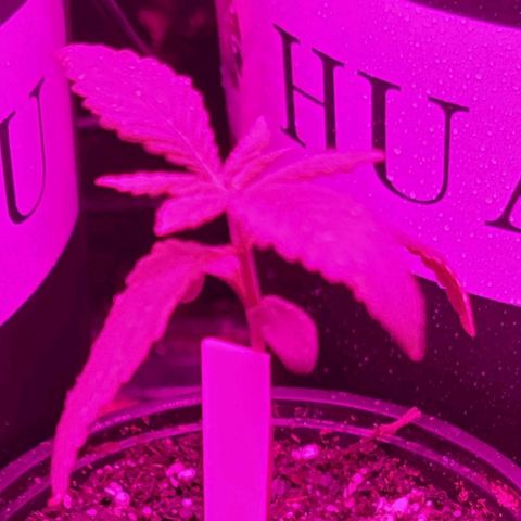 Plant : A - 6 "Cannabonsai"  growlog timeline photo
