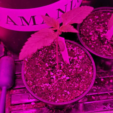 Plant :  B - 6 "General" growlog timeline photo