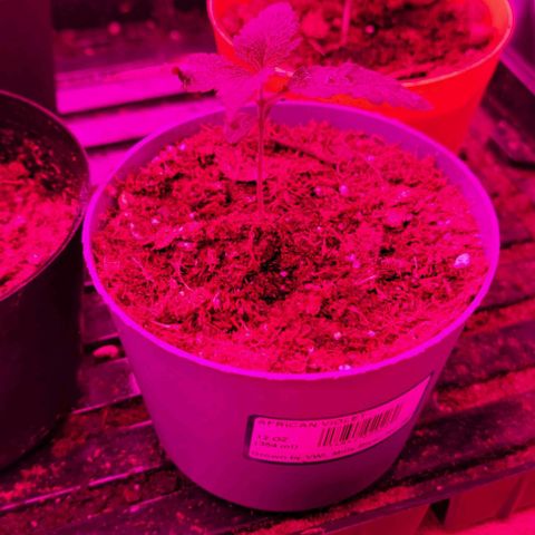Plant : B - 3 growlog timeline photo