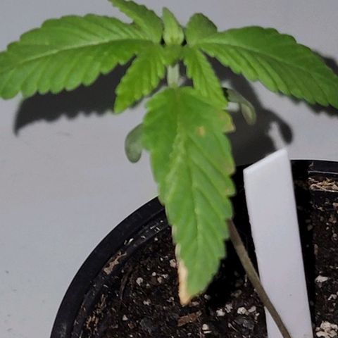 Plant : A - 6 "Cannabonsai"  growlog timeline photo