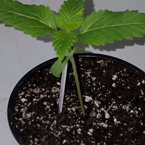 Plant :  B - 6 "General" growlog timeline photo