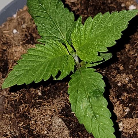 Plant : B - 3 growlog timeline photo