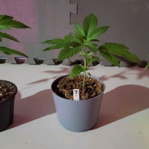 Plant : B - 3 growlog timeline photo