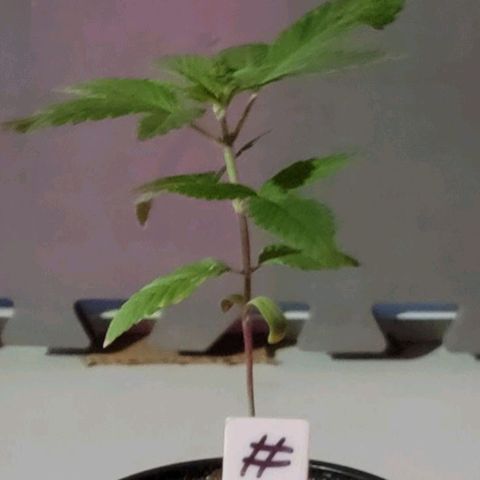Plant : A - 6 "Cannabonsai"  growlog timeline photo