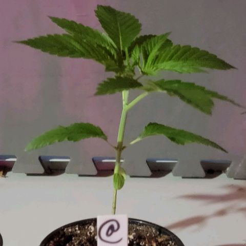 Plant :  B - 6 "General" growlog timeline photo