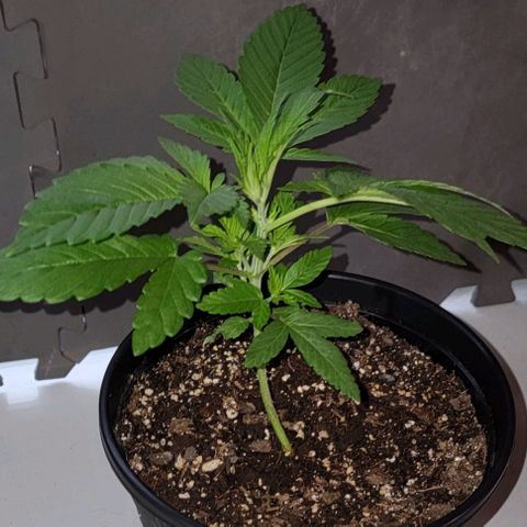 Wyrdsisters #1 - Gobekli, The Shackled growlog timeline photo