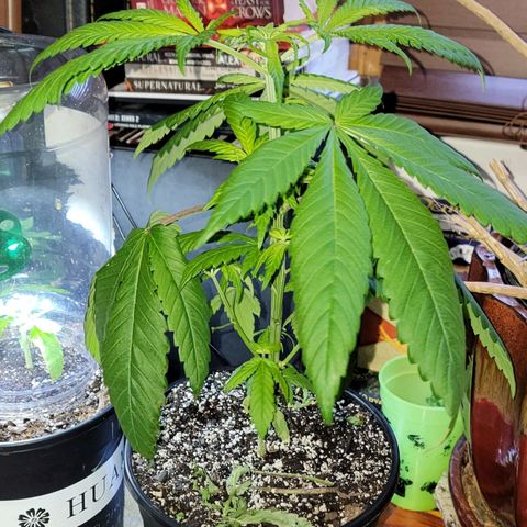  The Cloistered - Charles (m) growlog timeline photo