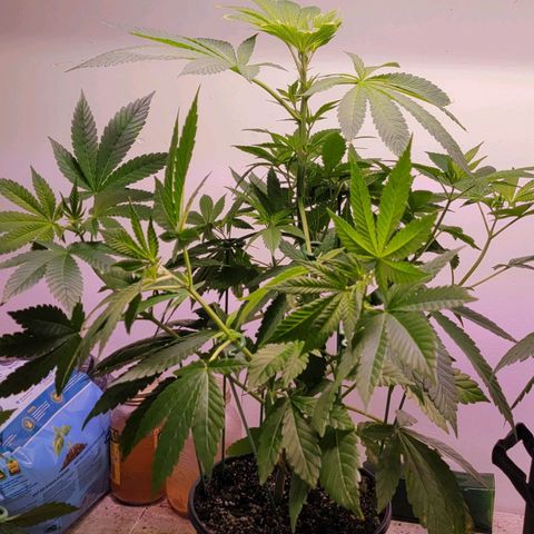 Wyrdsisters #1 - Gobekli, The Shackled growlog timeline photo