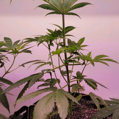 Plant :  B - 6 "General" growlog timeline photo