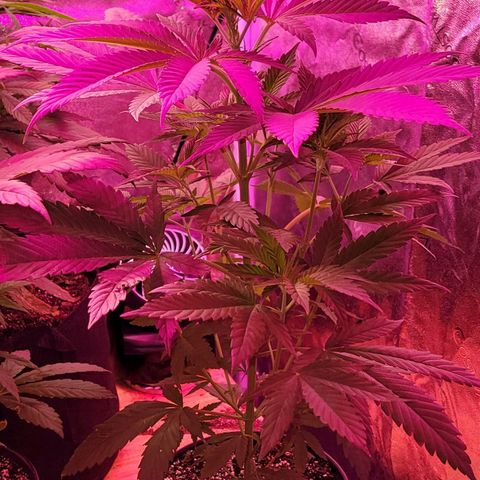 Plant : B - 3 growlog timeline photo