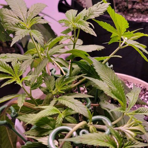 Plant : A - 6 "Cannabonsai"  growlog timeline photo